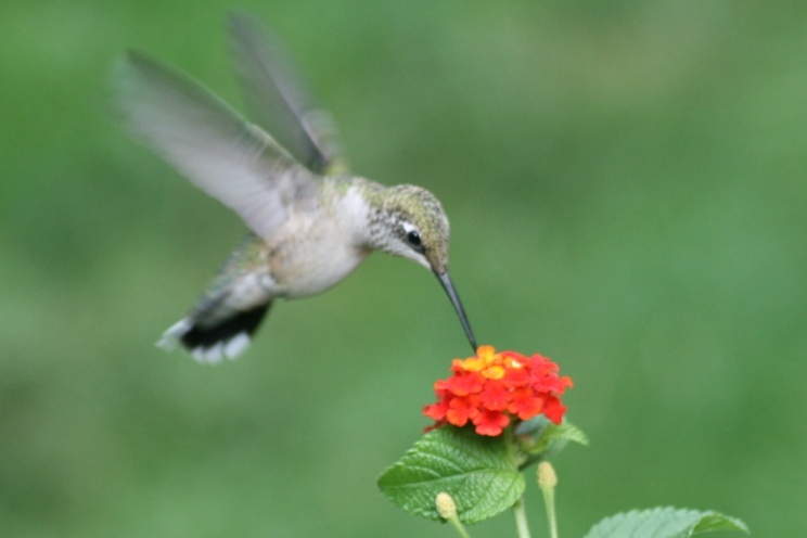 Lantana with hummingbird